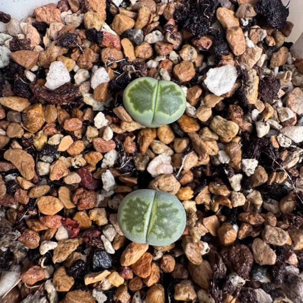 绿菊 绿巴里版绿菊 两年 生石花多肉一物一拍脱土修根