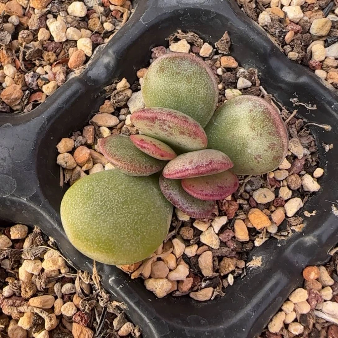 田*喵水泡多肉植物水泡