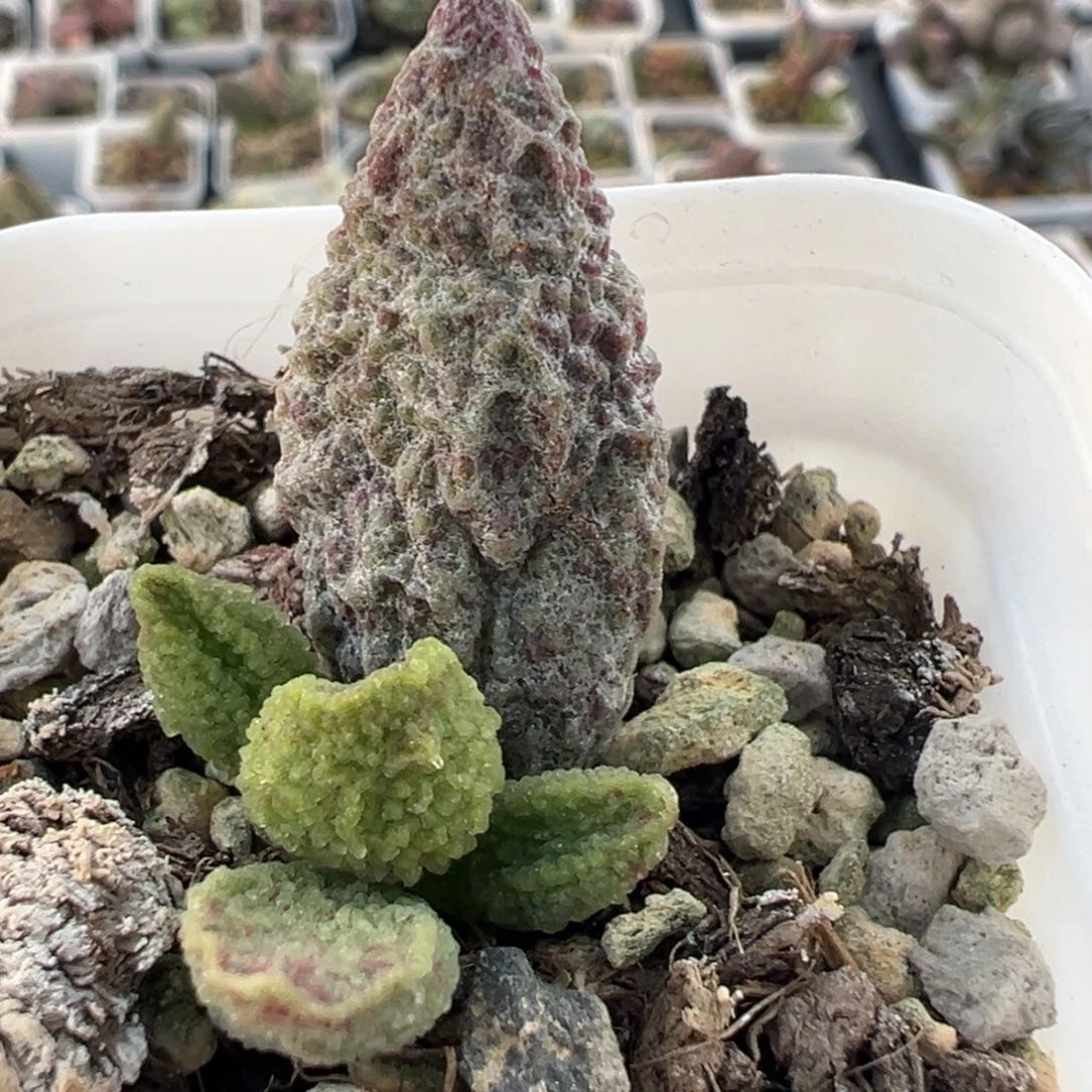 实生新品大苗多肉植物水泡