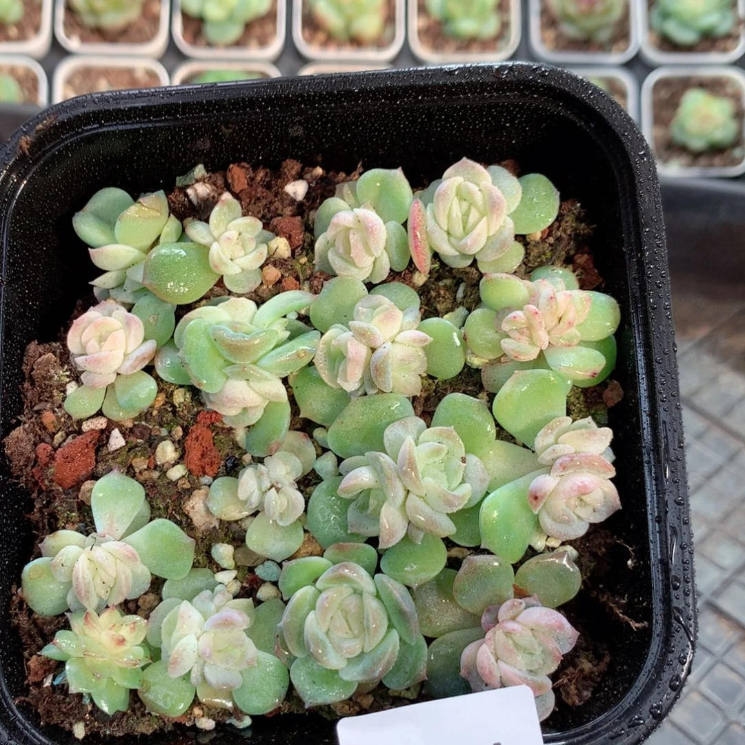 无花朵S221英语英语一