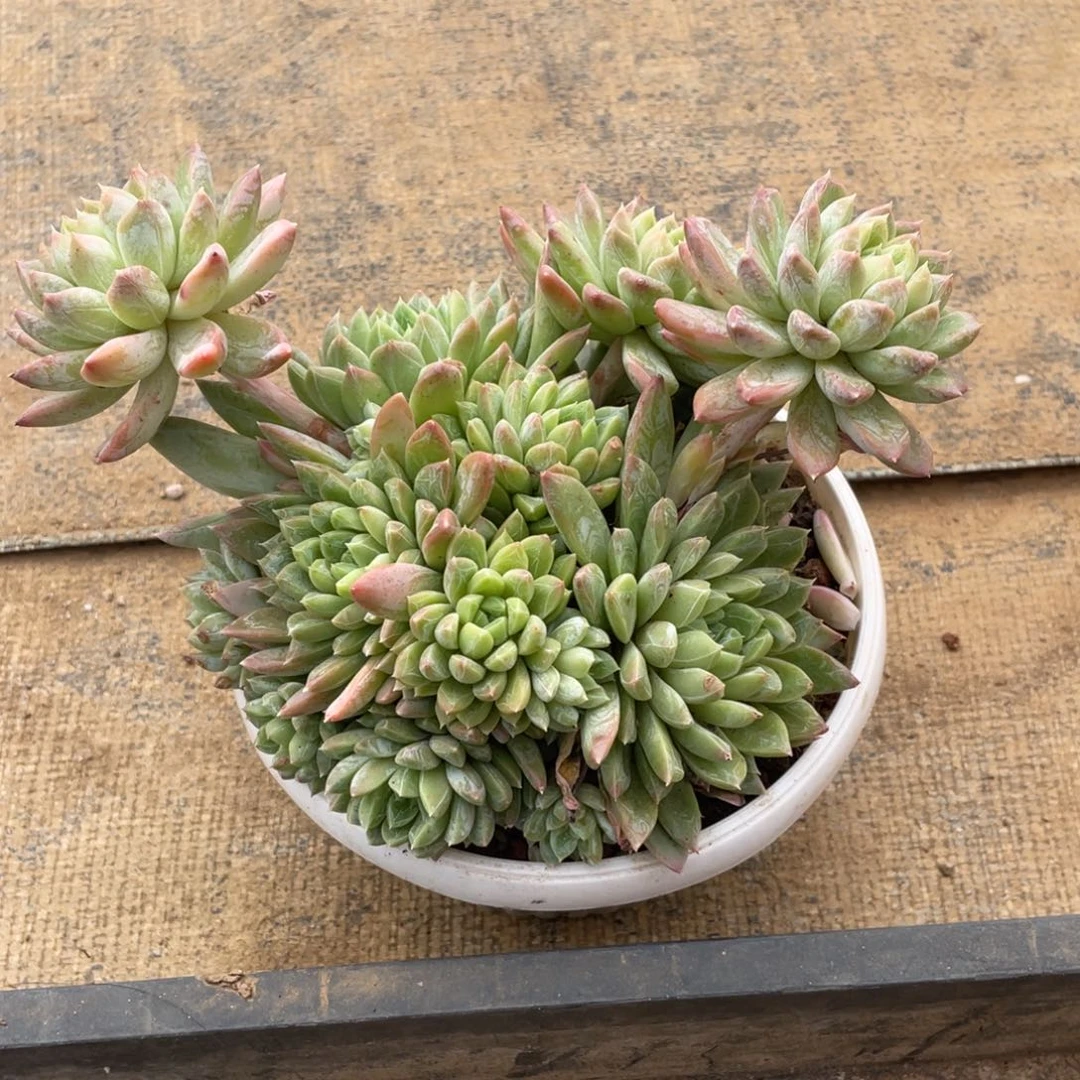 美人冠幅17 公分一物一拍