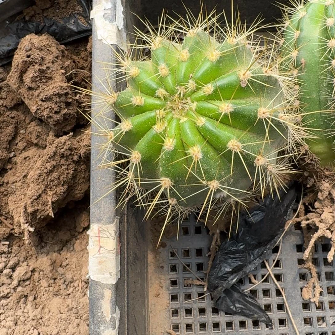 239新品毛花柱根脱土发货斑7公分左右