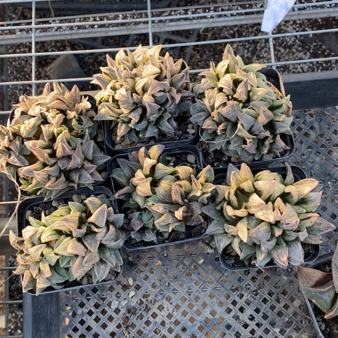 2818 一颗大西瓜寿群 元旦整点福利