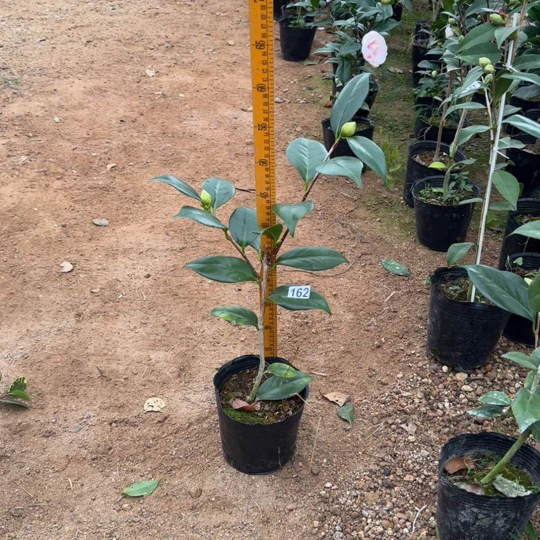 少量花朵（建议范围：2朵-5朵 或40%以下）162戴氏