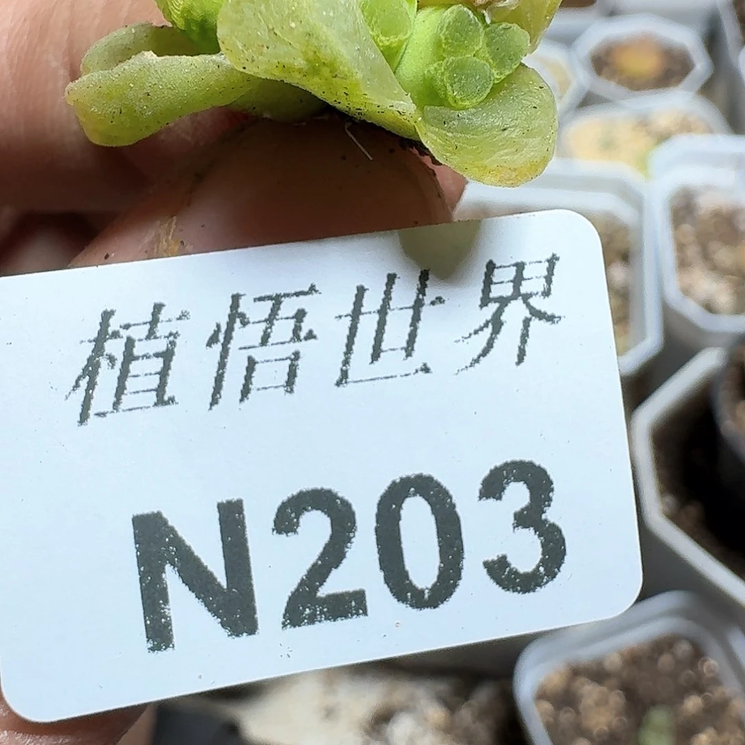 203号多肉植物哇f f