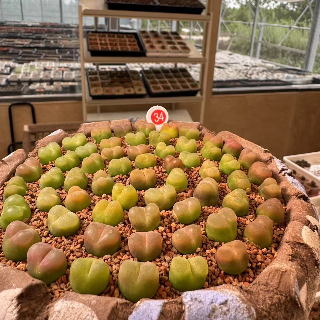 34多肉植物肉锥一颗