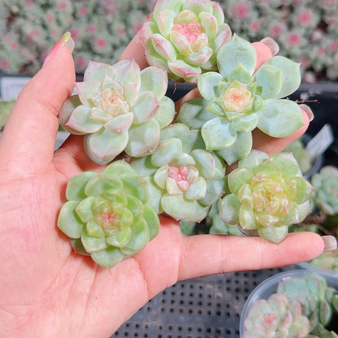 0921---164糖心珍妮