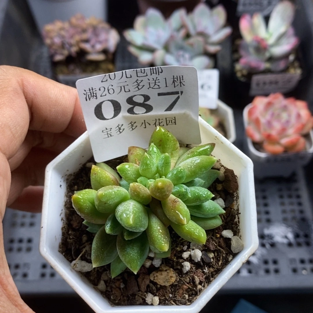 重楼缀化一物一拍满20包邮满26送一颗多肉