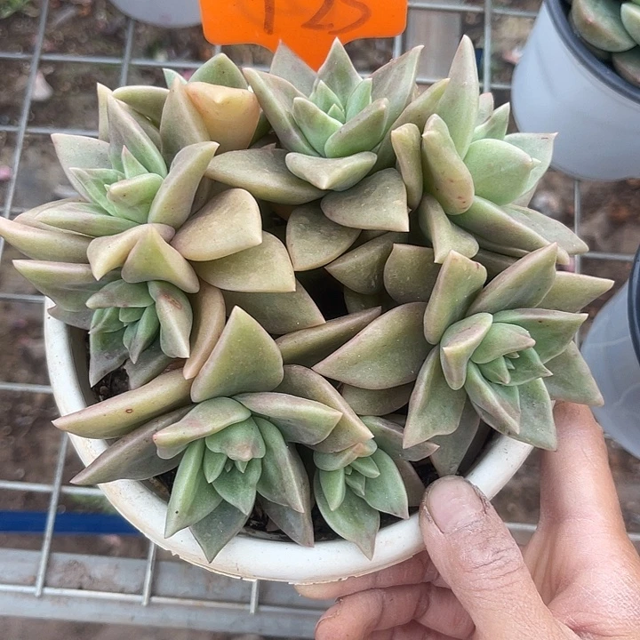 两单包邮，一物一拍125表丽娜