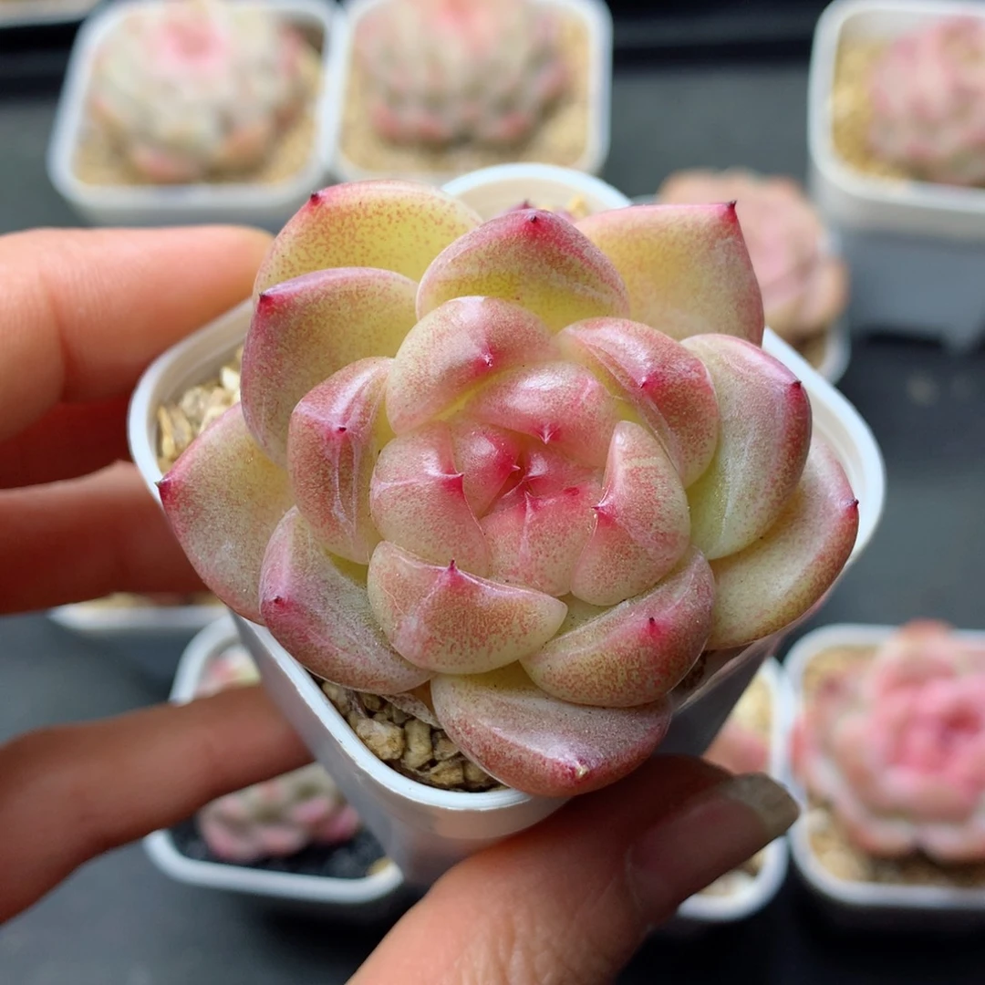 Y****安多肉植物。 糖心带盆土