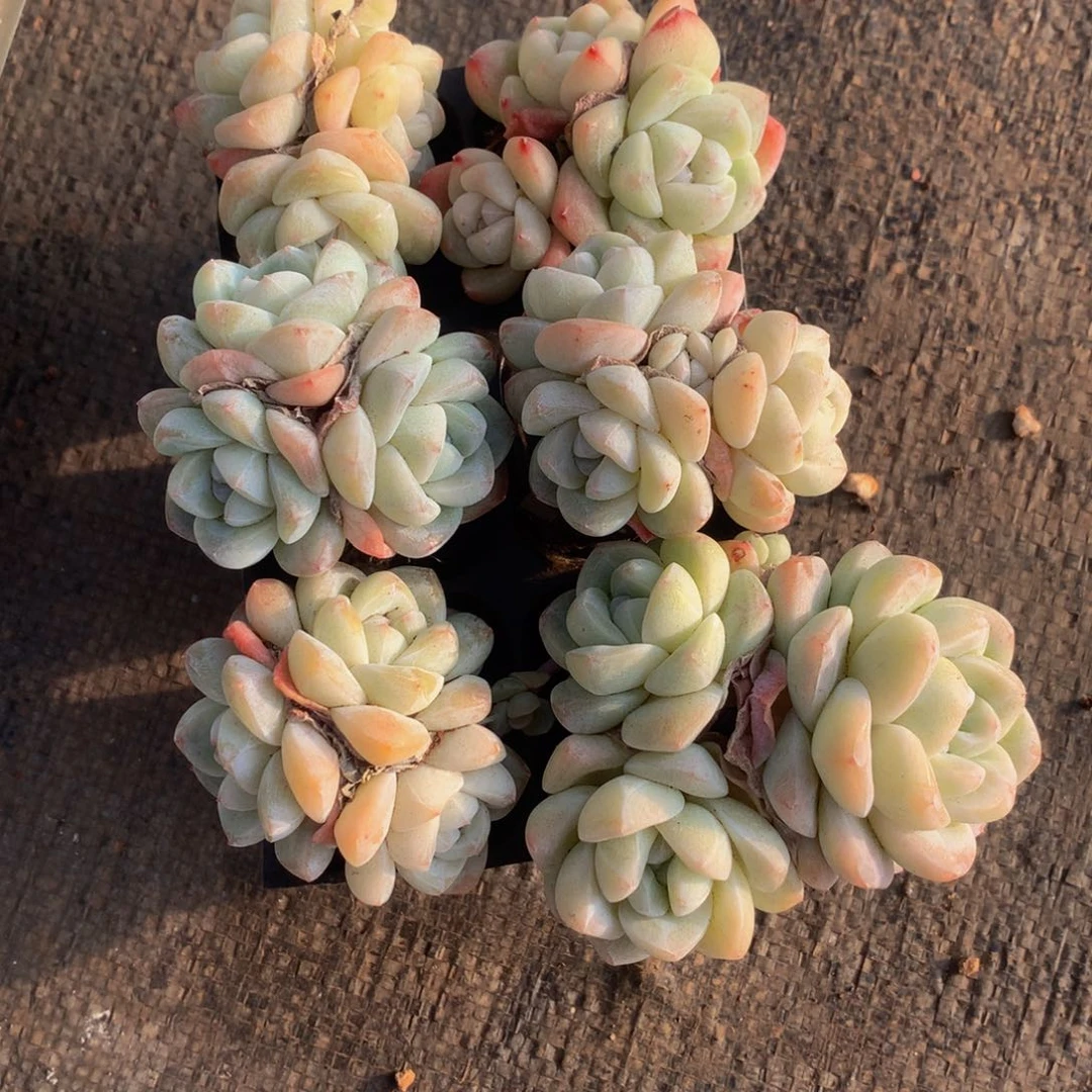 精控冰玉组合一物一拍