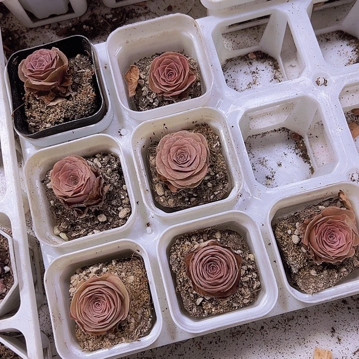 潘多拉玫瑰19包邮多肉植物