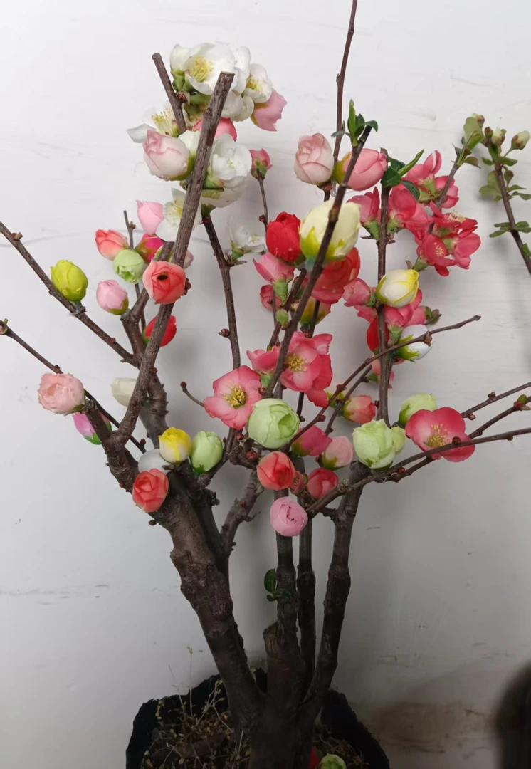 【复色海棠】变色龙东阳景海棠南北方养殖室内外养殖