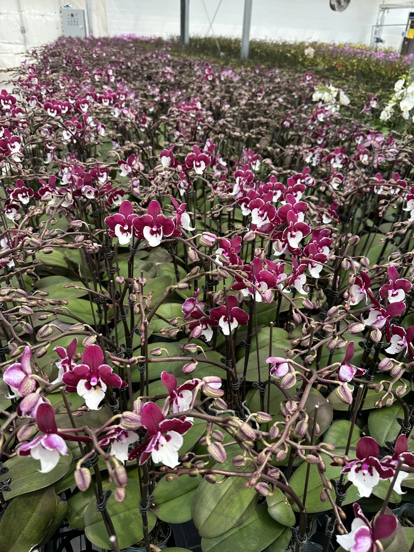 兰屿 LYSLAND【圣诞老人 3.0寸】蝴蝶兰鲜花盆栽
