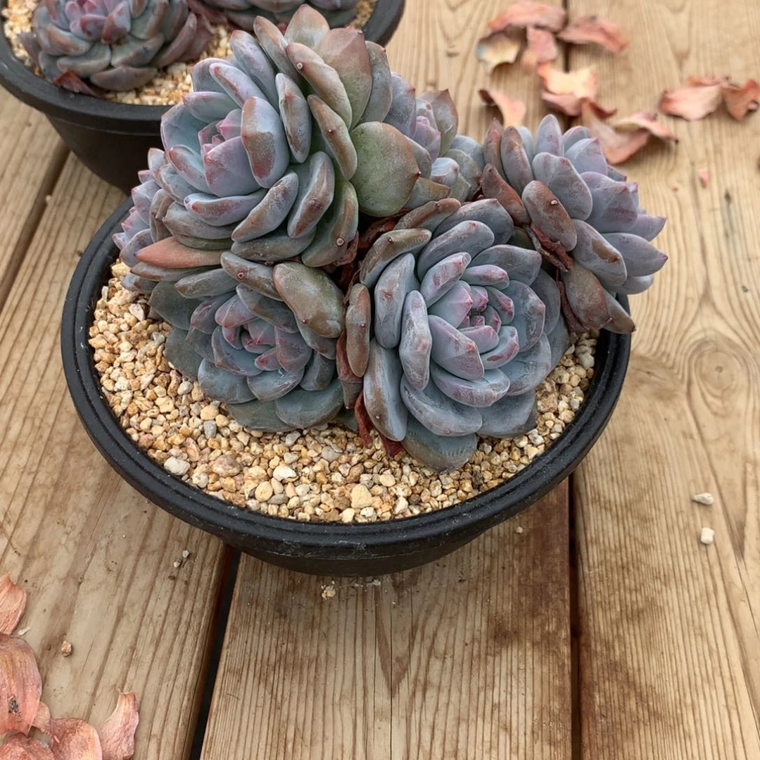 自***由自由突尼斯发货多肉