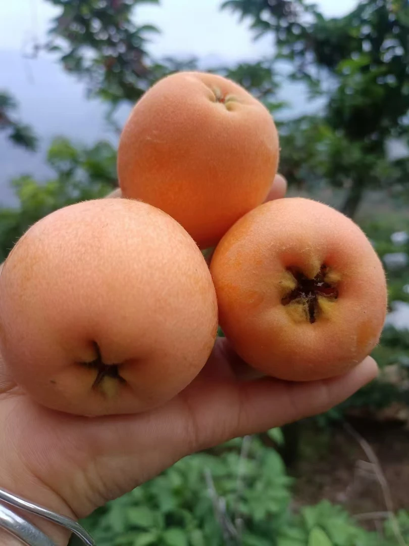 汉源大五星枇杷高山新鲜水果当季甜枇杷产地直发5斤包邮