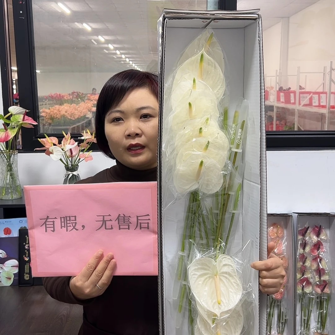 完全开放白掌-16枝装有瑕疵无售后款！