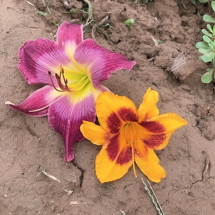 当前无花栽培后可以开花