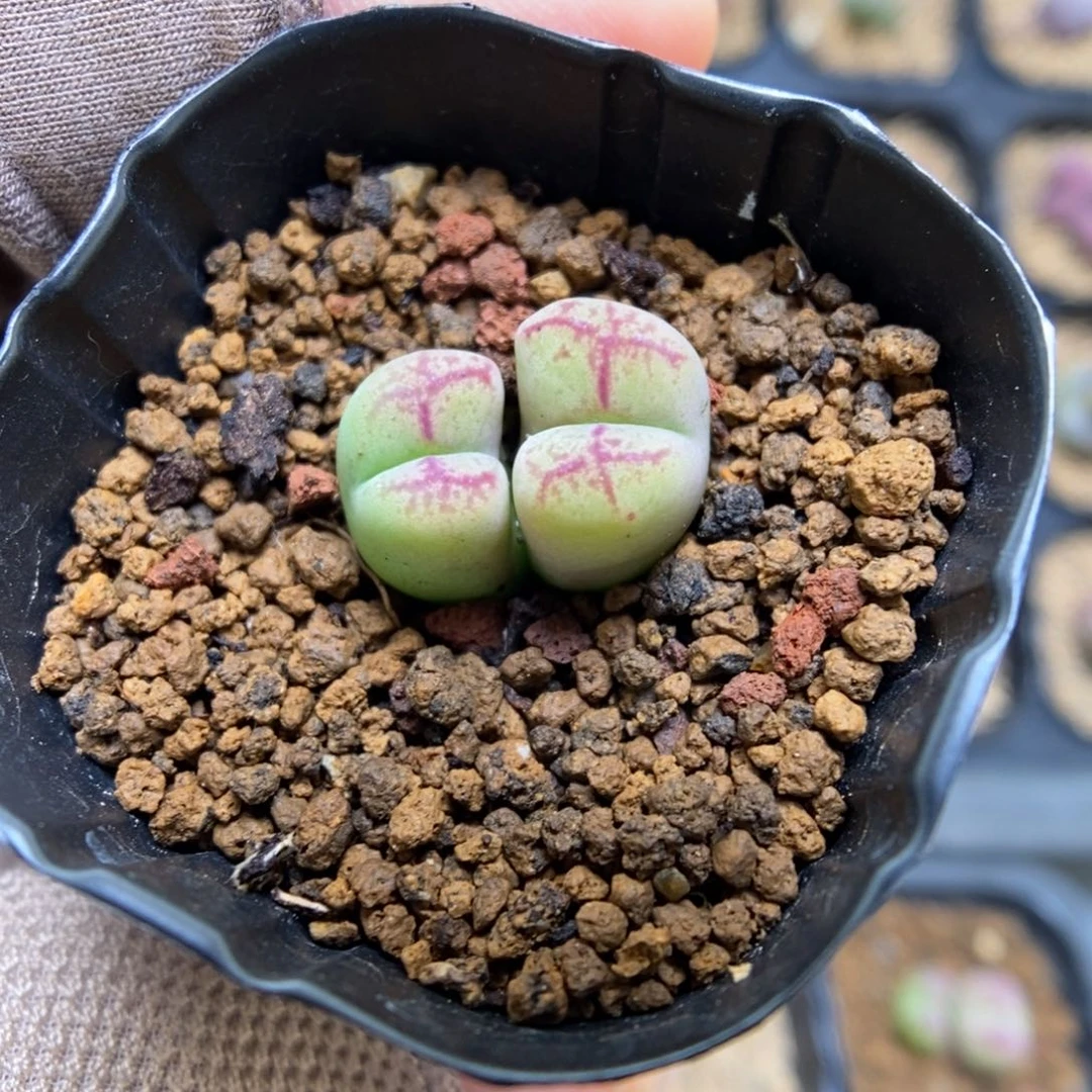 多肉植物肉锥杂交K-3487