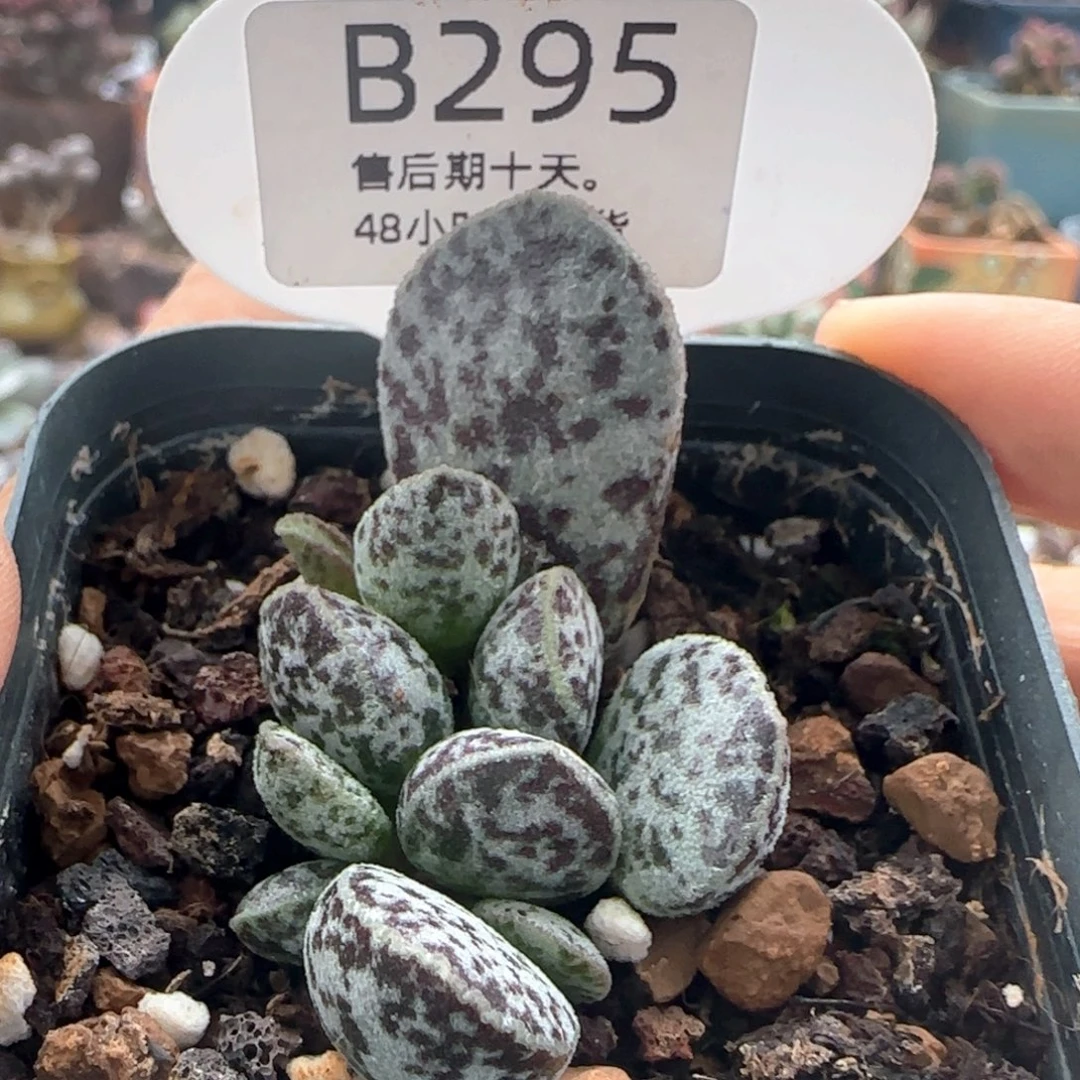 马蛋。    295。