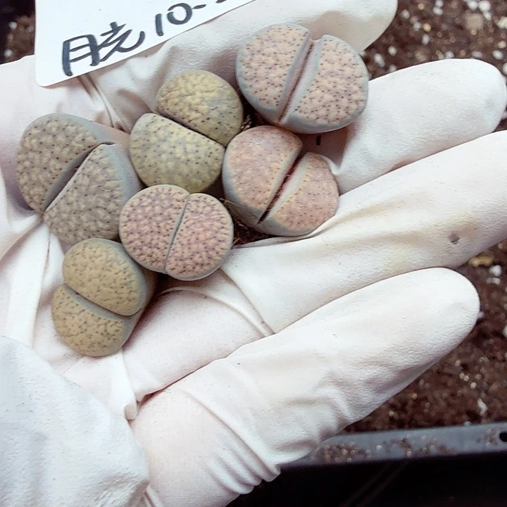 不过他不可能一直保持这个势头吗080