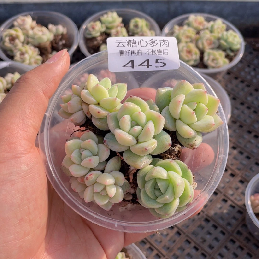 云糖心多肉植物445