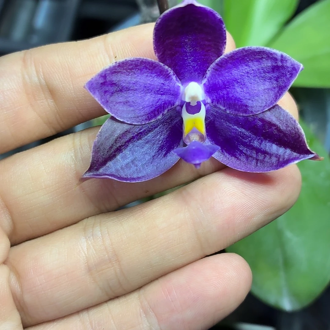 当前无花朵，栽培后可花朵A2341yss1230