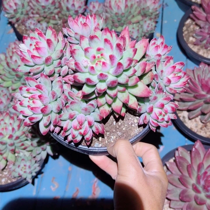精品多肉植物老桩随机发一棵二代虞美人
