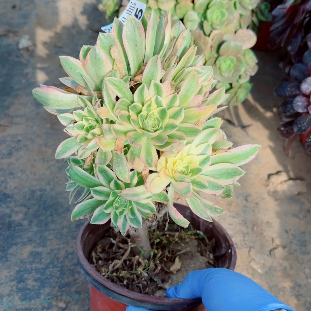 艳凝多肉365满20包邮断枝不包