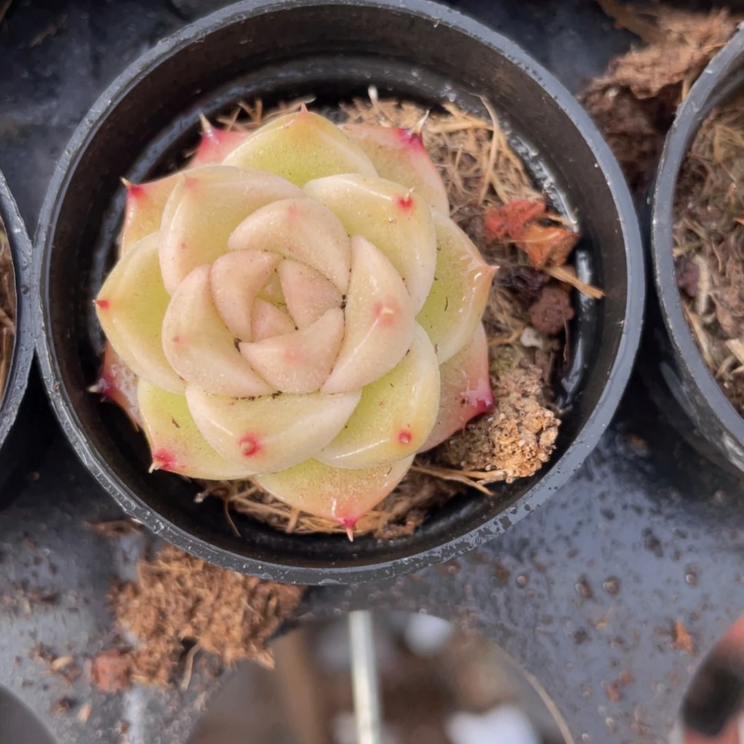 麦秆多肉9.9包邮发货