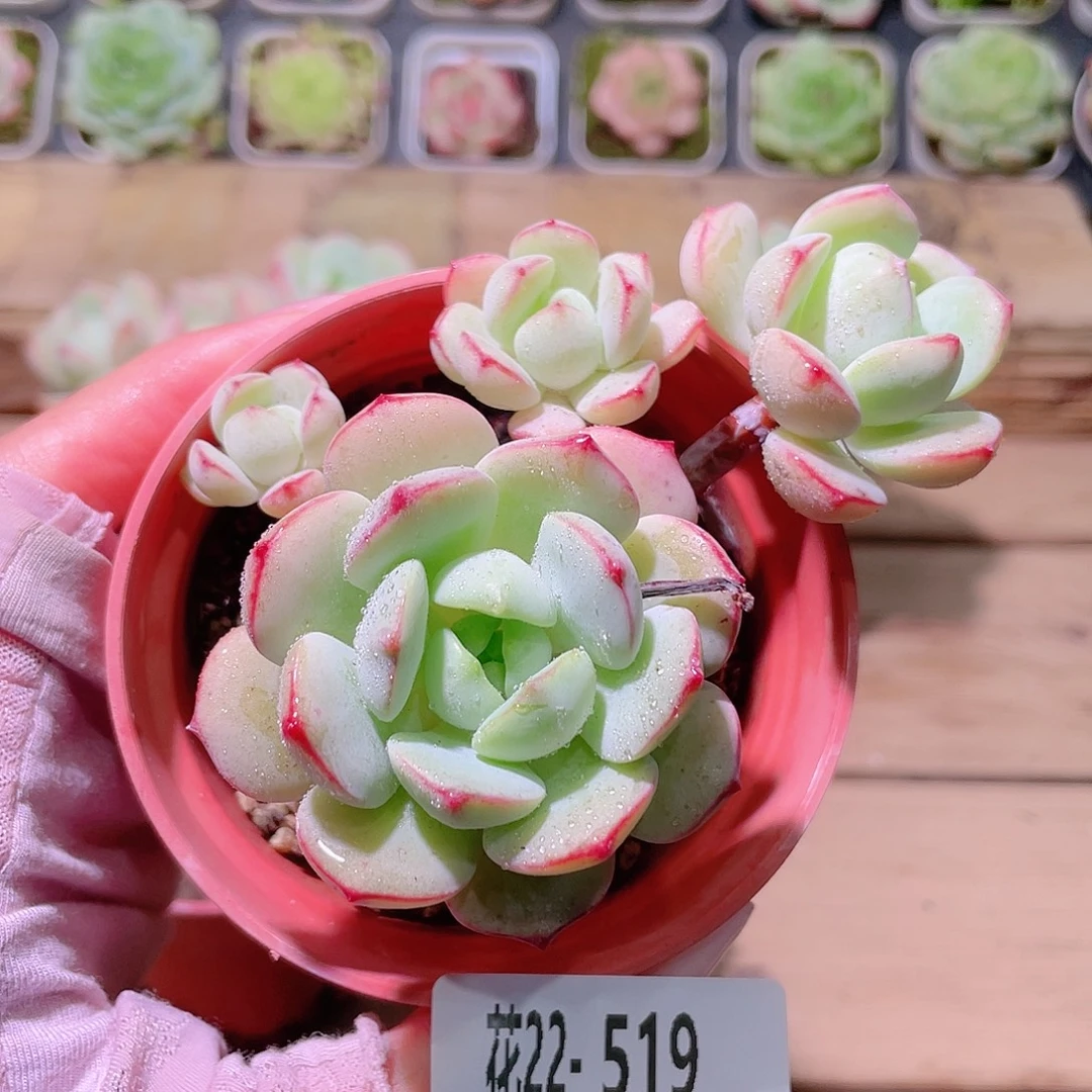 花利美22-519香草