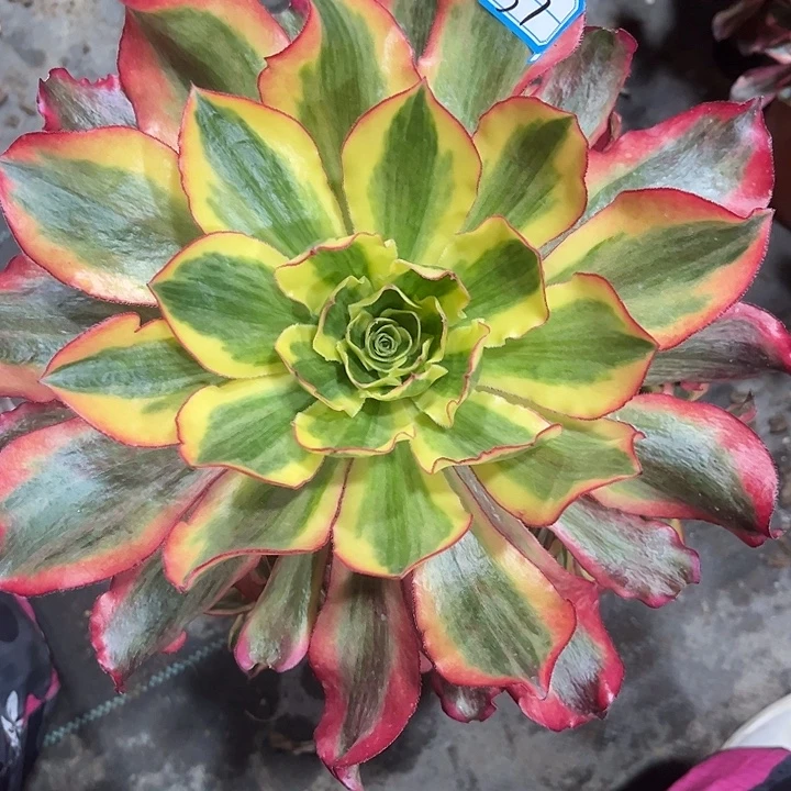 37魅影手捧多肉植物