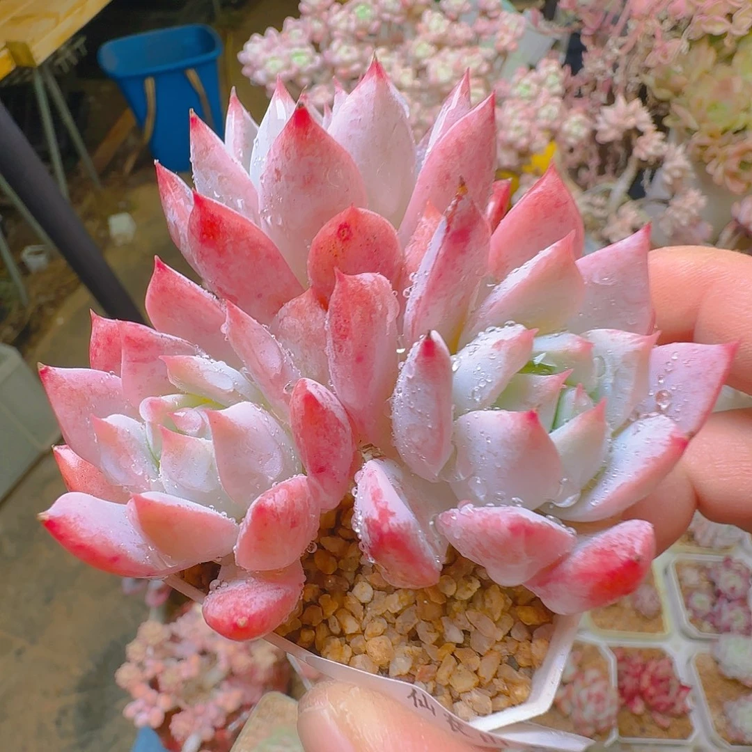 布兰巨，298，仙农出品多肉