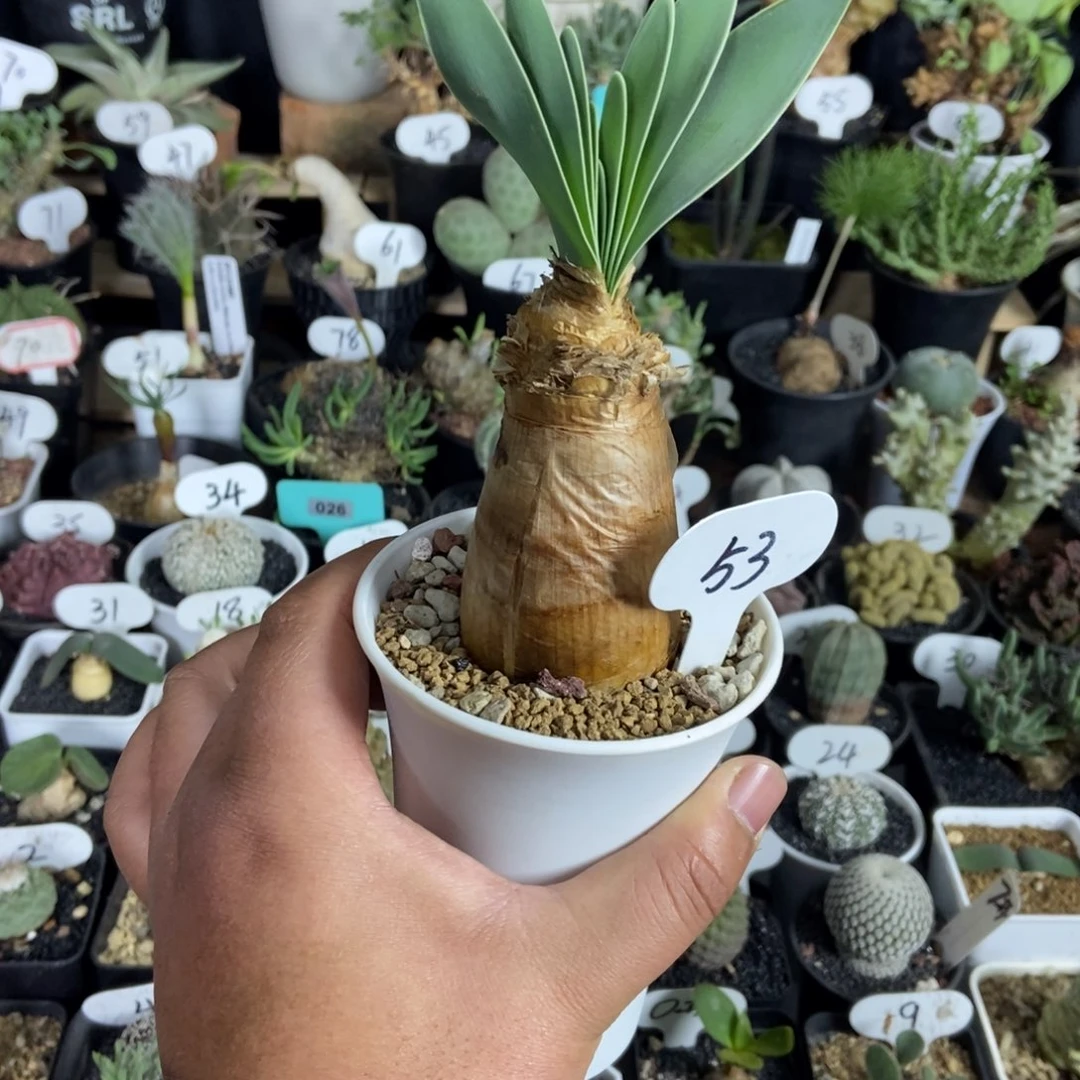 巨凤之卵一物一拍