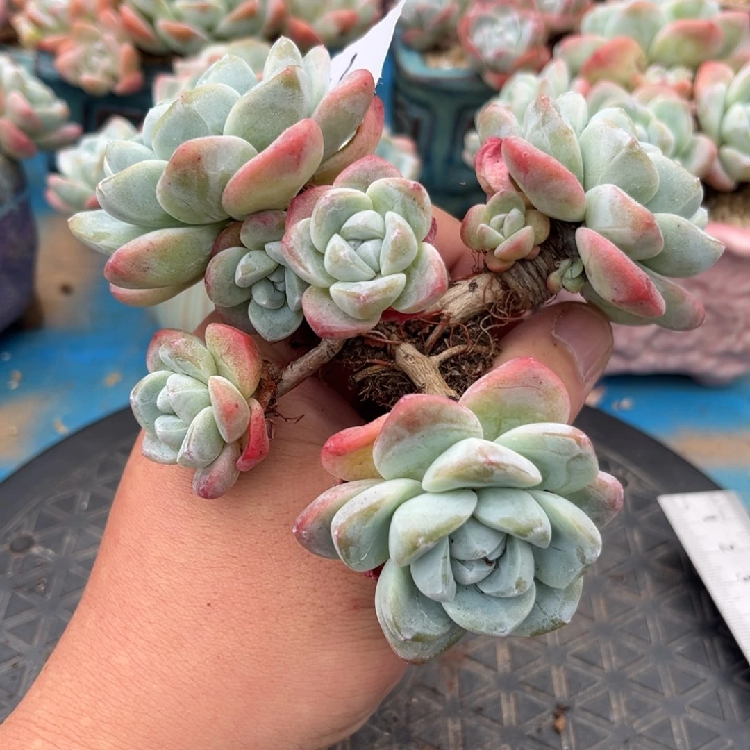 016冰玉造型老桩7头13厘米