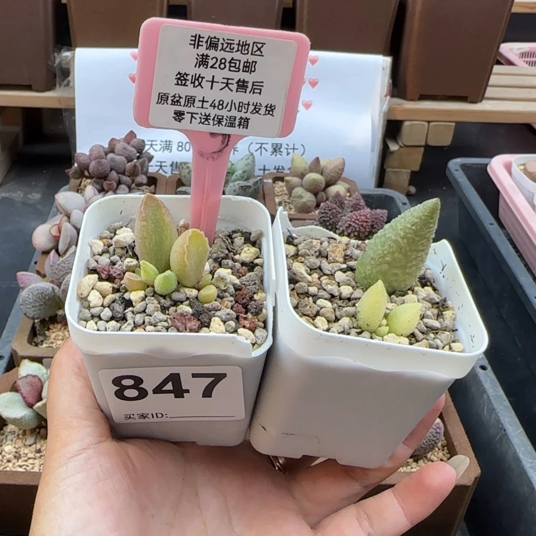北****手847实生2颗多肉植物