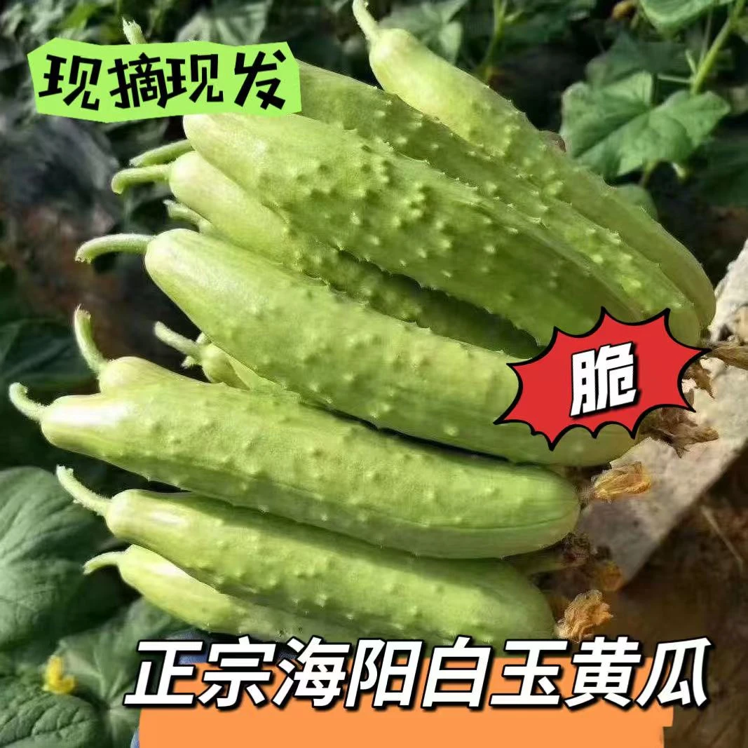 正宗海阳白玉黄瓜新鲜水果生吃白黄瓜5斤包邮当季脆嫩小黄瓜