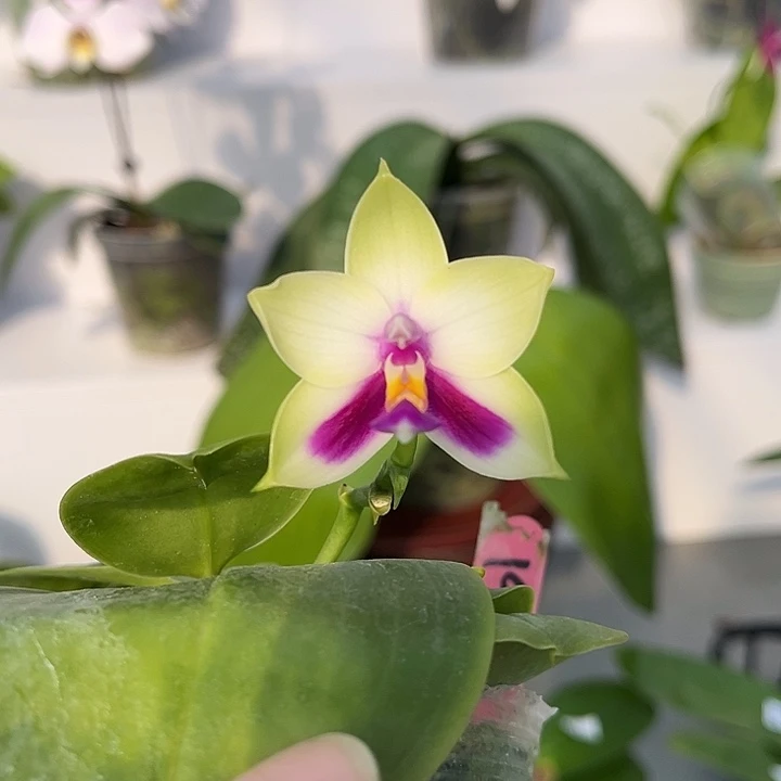 完全开放2.5寸杯BKH1925