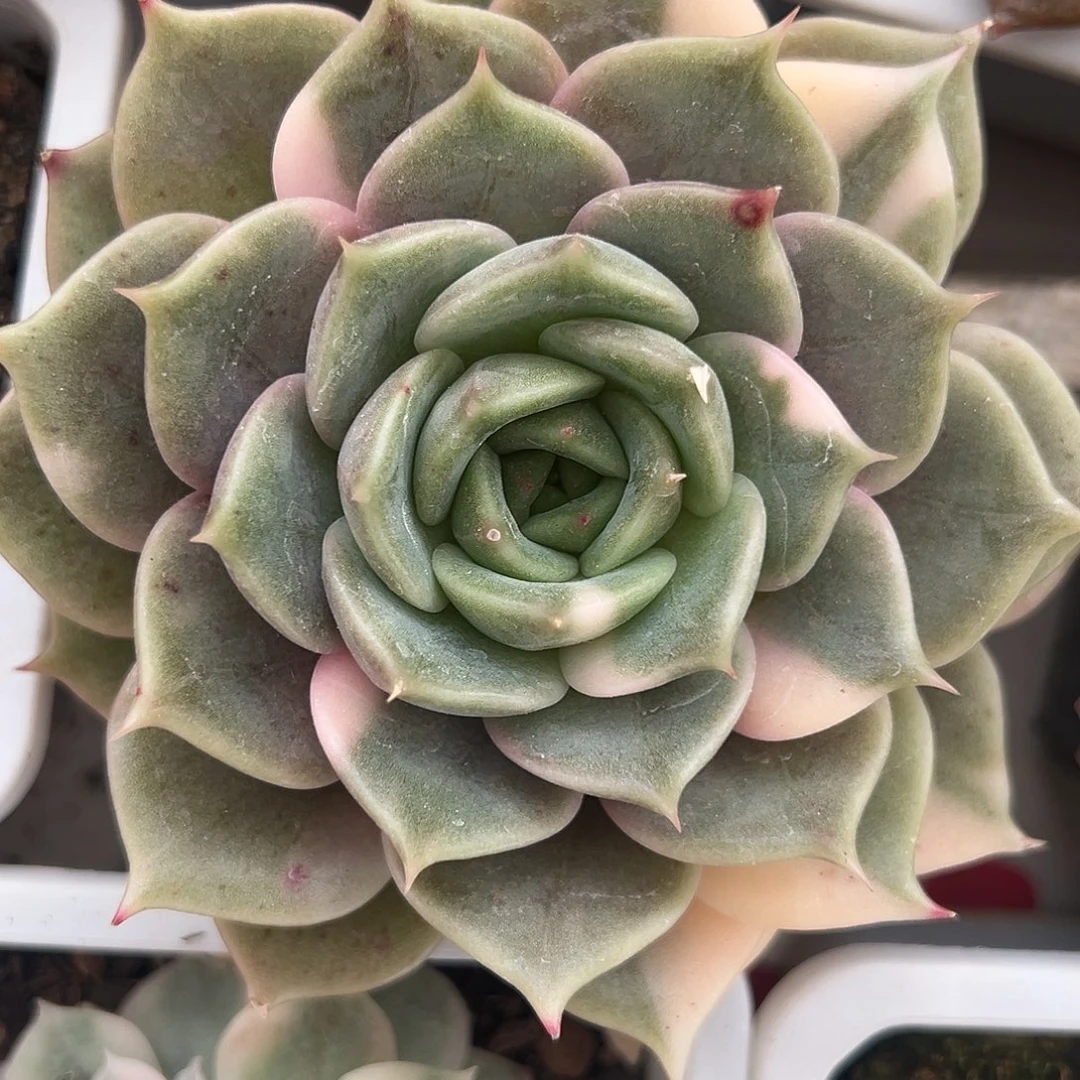 满38包邮花脸贝加尔湖