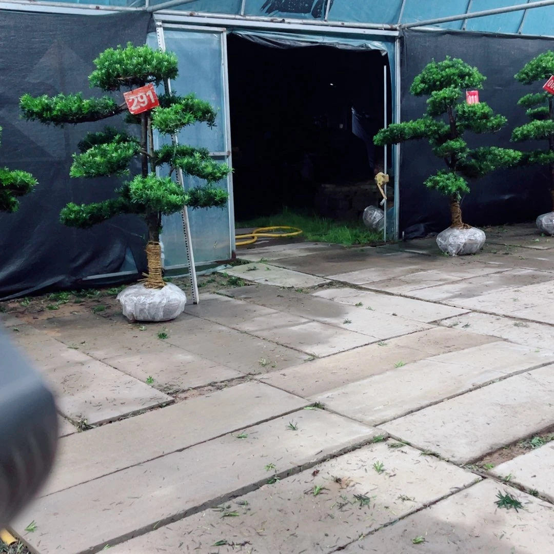 无花朵庭院造型罗汉松