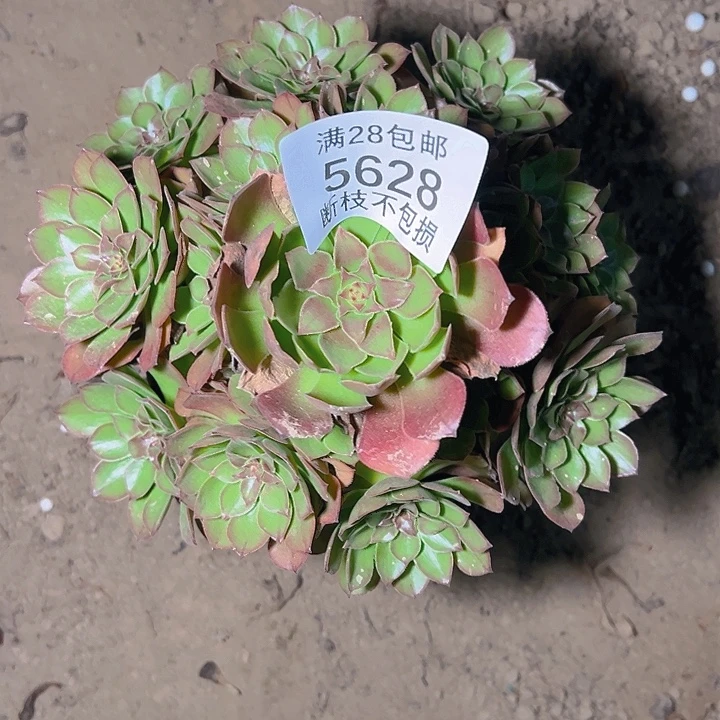 5628桃花石多肉植物