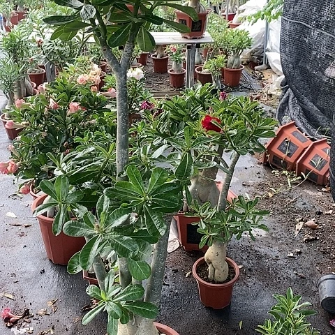 【闪购商品】无花朵用****6