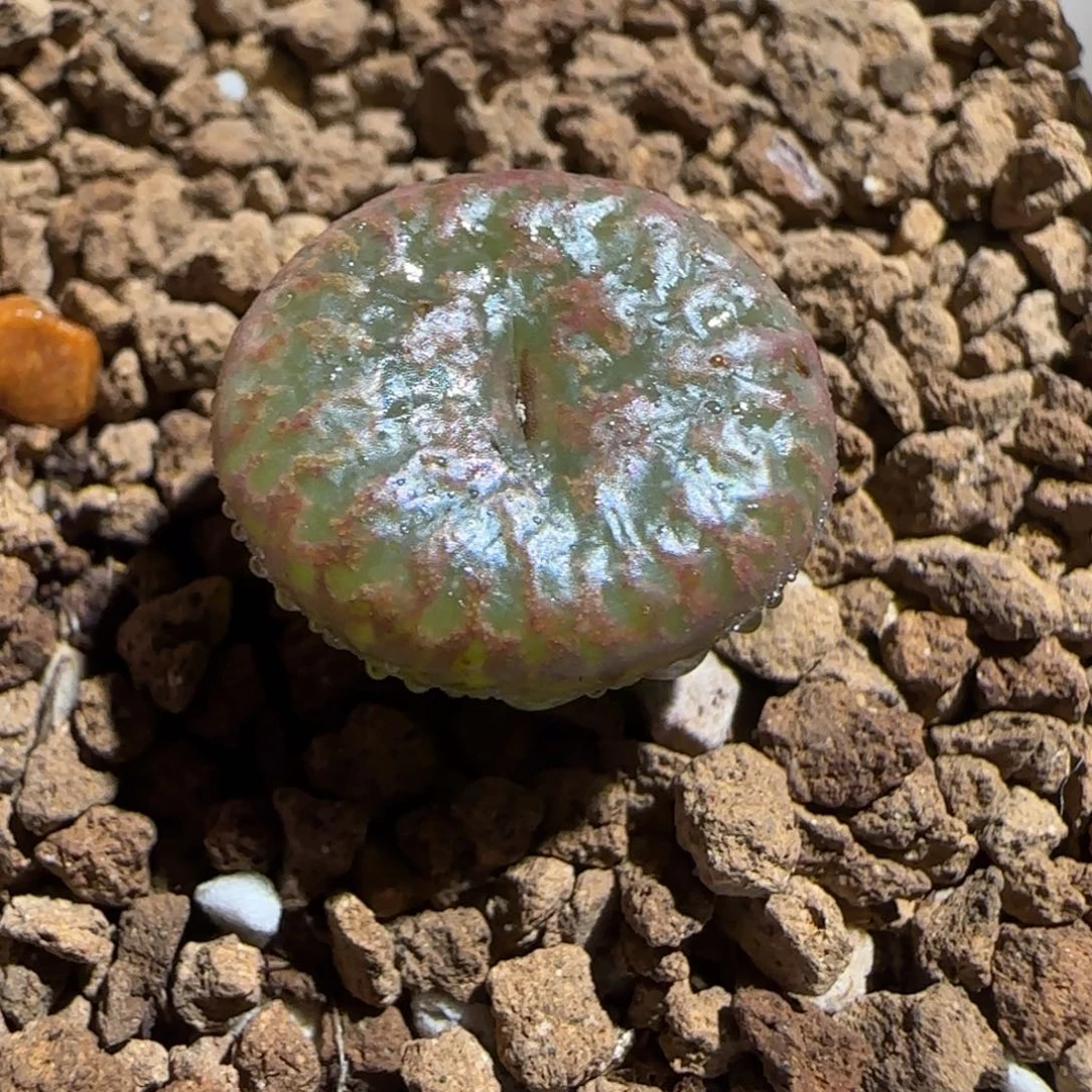 肉锥多肉植物组合-朱雀有疤299