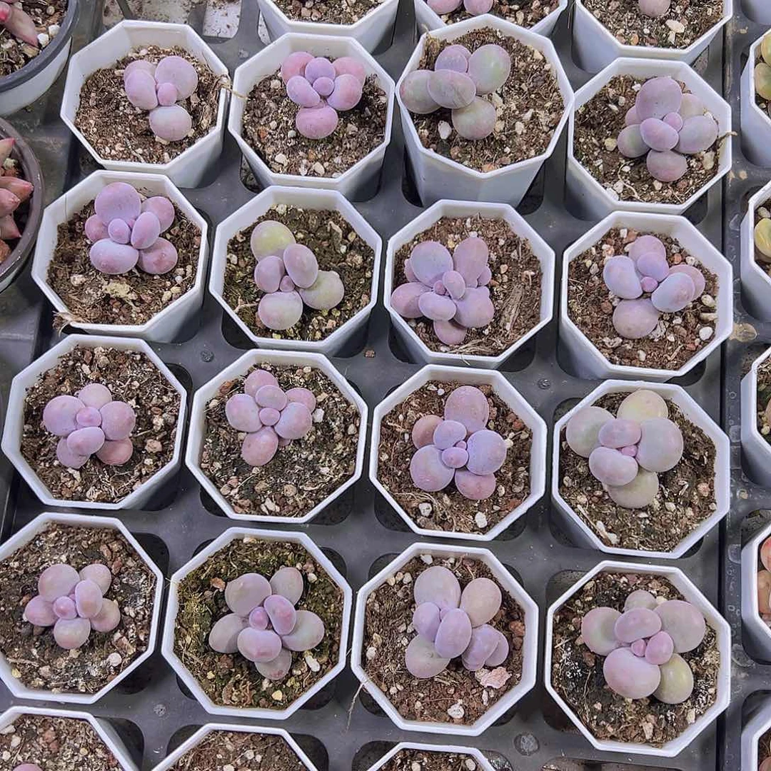 蛋黄奶2盆19包邮多肉