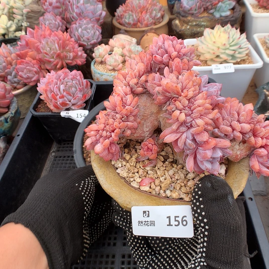 …***156星影缀补差多肉植物666