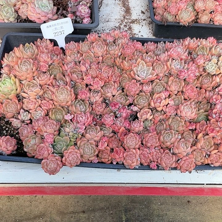 薇薇安园艺多肉2237