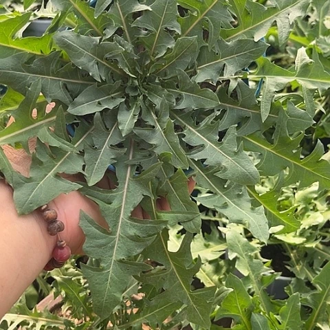 当前无花栽培后可以开花