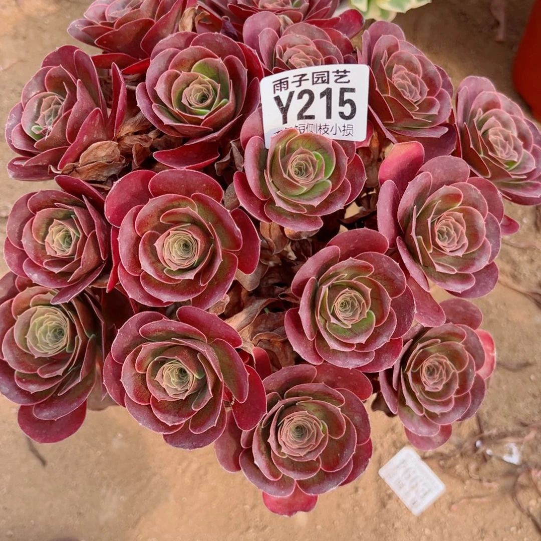 215魅金玫瑰尺寸28左右