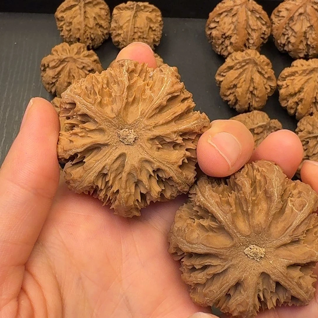 观***花核桃突突突突我来拉