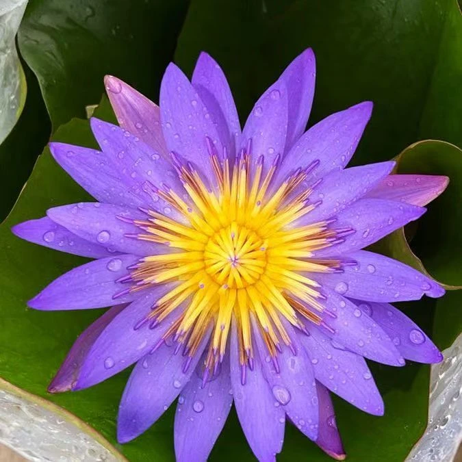 睡莲荷花莲花原土原盆带花苞成品四季开花水养池塘阳台水生植物